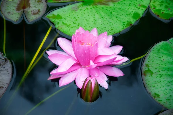 Une Seule Fleur Rose Nénuphars Nénuphars Sur Eau Dans Guyi — Photo