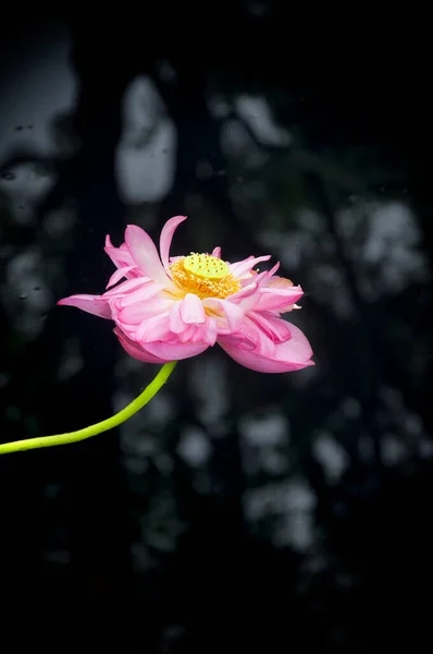 Lotus Rose Fleurissant Sur Fond Eau Noire Dans Jardin Chinois — Photo