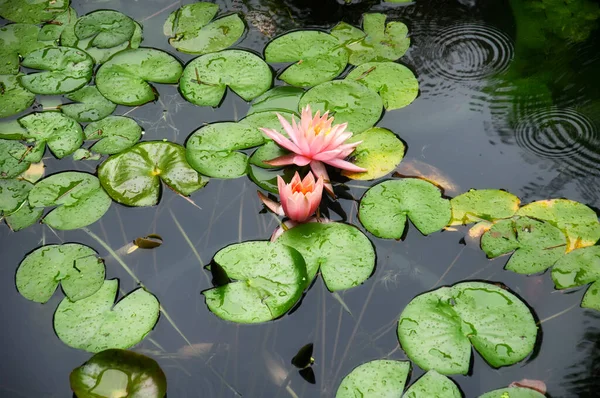 Una Ninfee Arancione Rosa Ninfea Cima Gigli Piccolo Stagno Guyi — Foto Stock