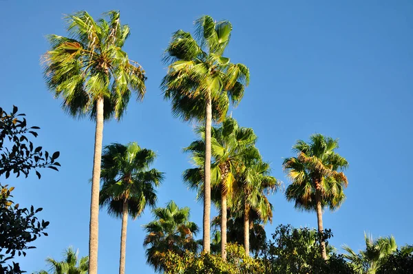 Gaj Palm Irvine Południowej Kalifornii Przeciw Błękitnemu Niebu — Zdjęcie stockowe