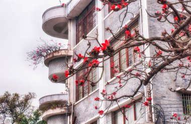 Bombax ceiba, Bombax cinsinin diğer ağaçları gibi, bulutlu bir günde guangzhou porselenlerinde kırmızı çiçekler açan pamuk ağacı olarak bilinir.. 