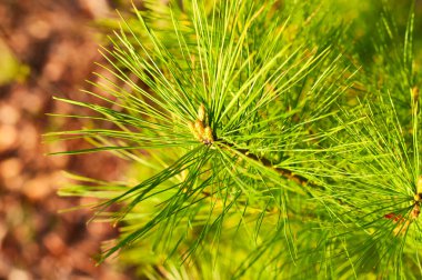 Çam ağacında yeni bir büyüme, Pinus Rigida, ilkbaharın başlarında Torrington 'daki Burr Pond Eyalet Parkı' nda ağaç, New England 'da öğleden sonra güneşinde kontak.. 