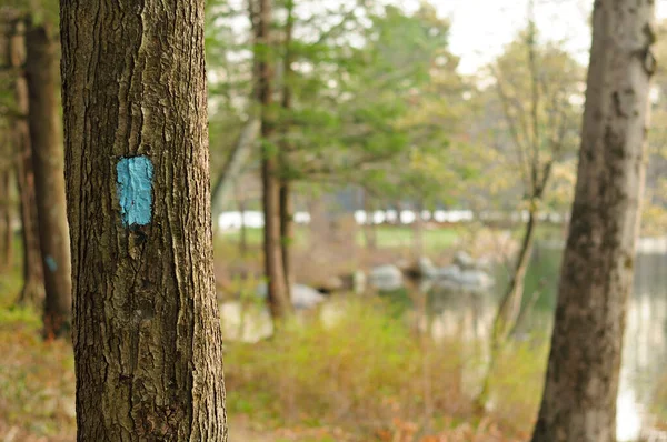 A blue blazed hiking trail within Burr Pond state park in Torrington Connecticut on an early spring day.  