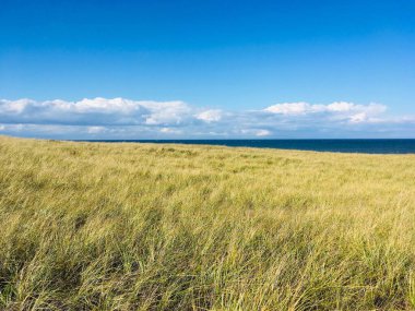  a meadow of grass at the national seashore scenic area in Cape Cod Massachusetts on a sunny blue sky day.