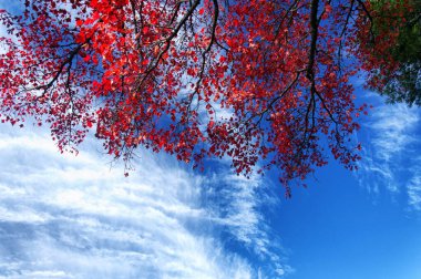 Kırmızı yapraklar Torrington, Connecticut 'taki Burr Eyalet Parkı' nda bir akçaağaç üzerinde güneşli bir sonbahar gününde mavi gökyüzüne karşı..