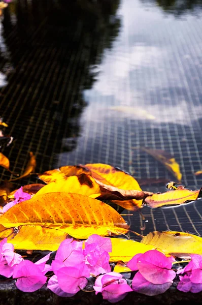 Abstract Autumn Background Yellow Leaves Pink Flowers Floating Water — Stockfoto