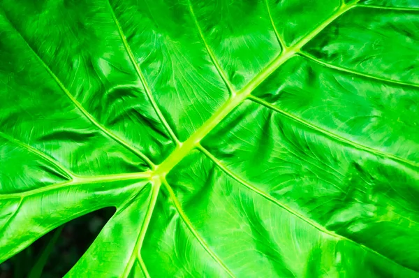 Крупный План Alocasia Macrorrhizos Растение Семейство Araceae Является Родным Тропических — стоковое фото