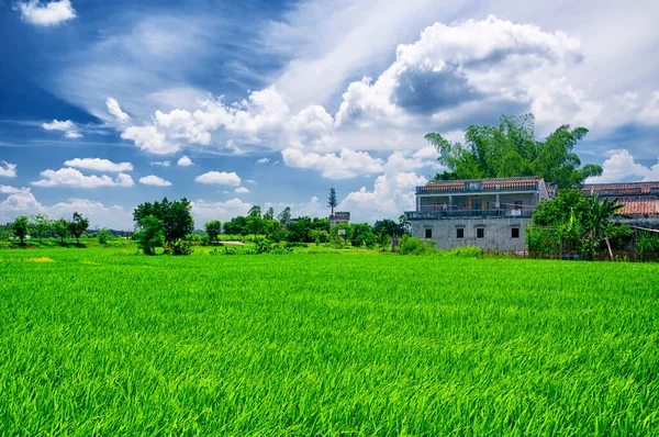 Historic Buildings Rice Paddy Kaiping Diaolou Zili Village Kaiping China — Photo