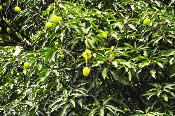 Mangos Hanging Tree City Shenzhen China — Fotografia de Stock