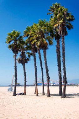 Santa Monica sahilinde büyüyen büyük palmiye ağaçları güneşli Kaliforniya 'da mavi gökyüzünde. 