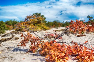 Sonbaharda bir meşe ağacı Truro Massachusetts 'teki Cod Burnu' nun kum tepelerinde güneşli mavi gökyüzü gününde ulusal deniz kıyısında.. 