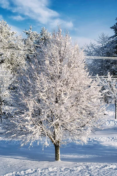 在阳光明媚的蓝天 一场冬季的风暴给缅因州的树木 田野和道路带来了新的积雪 — 图库照片
