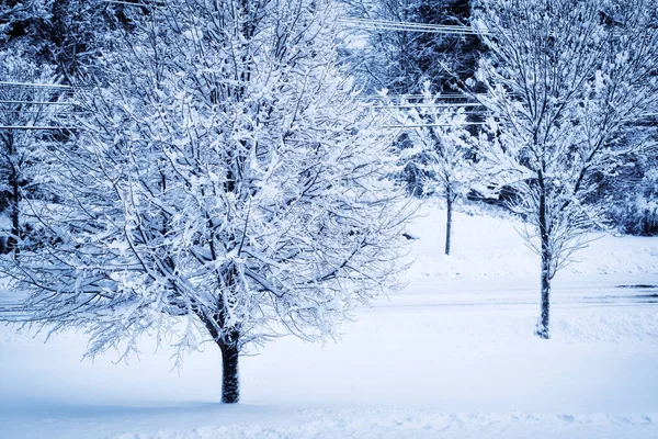 Téli Vihar Friss Havat Hagyva Borított Fák Mezők Utak Biddeford — Stock Fotó