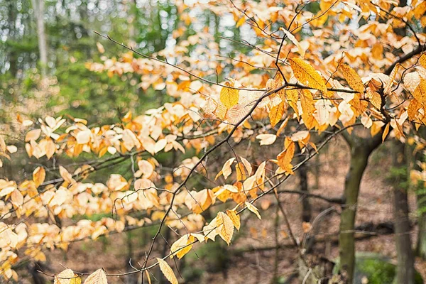 Bükkfa Levelek Ősszel Burr Pond State Parkban Torringtonban Connecticutban — Stock Fotó