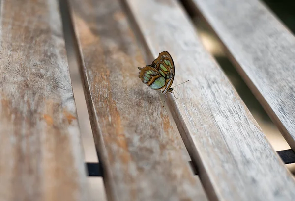 Green Malachite Butterfly Wooden Planks Tropical Greenhouse Butterfly Conservatory Gardens — Stockfoto