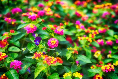 Hartford County, Farmington 'daki Hillstead Müzesi' nin bahçesinde açan çok renkli lantana camara çiçekleri arasında tek bir mor menekşe..