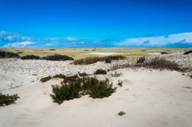 The sand dunes of national seashore located in Cape Cod Massachusetts on a sunny blue sky autumn day in New england.