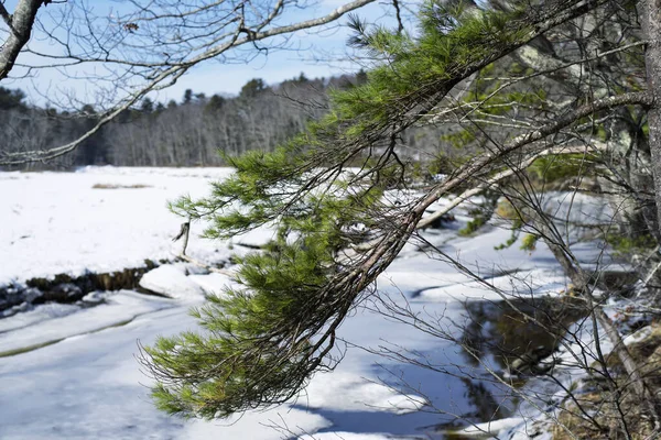 Tree Hanging Frozen Landscape Rachel Carson National Wildlife Refuge Area — Fotografia de Stock