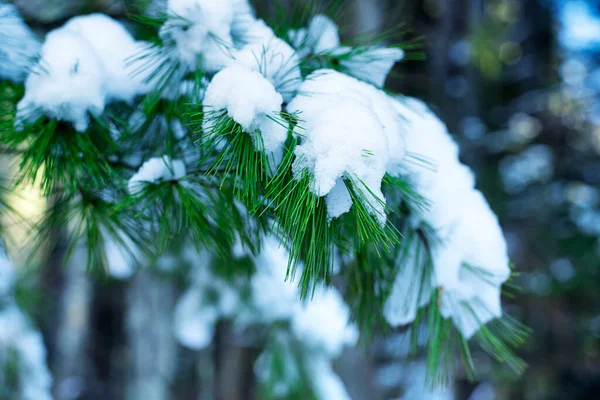 康涅狄格州利奇菲尔德白色纪念保护区内的绿色松针上的雪 — 图库照片