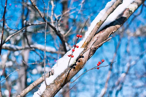 Rote Bittersüße Beeren Und Reben Die Eine Birke White Memorial — Stockfoto