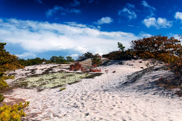 Sand Dunes National Seashore Located Cape Cod Massachusetts Sunny Blue — 스톡 사진