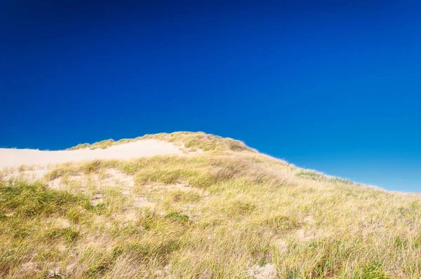 Wind Blown Grass Sand Dunes National Seashore Located Cape Cod — 스톡 사진