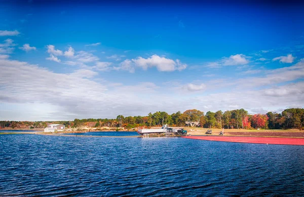 Cranberries being harvested in South Yarmouth, Massachusetts on a sunny blue sky day in Cape Cod.