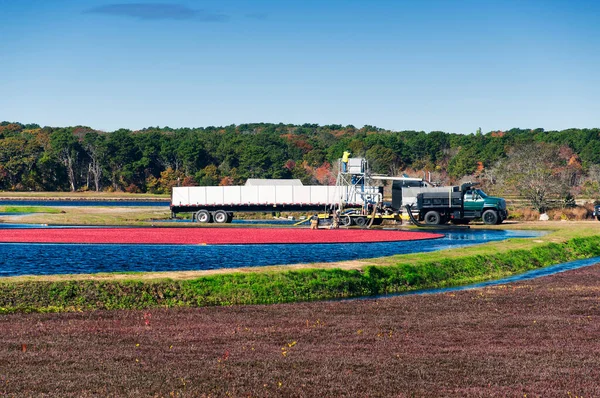 Cranberries Being Harvested South Yarmouth Massachusetts Sunny Blue Sky Day — Foto de Stock