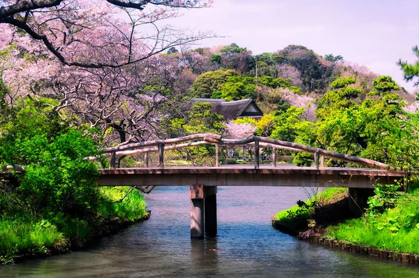 Lake Blooming Cherry Trees Sankeien Garden Yokohama Japan Sunny Blue — Fotografia de Stock