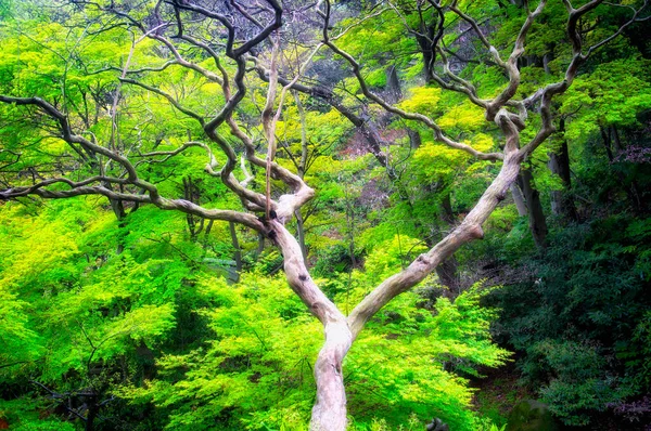 Роща Японских Кленовых Деревьев Саду Sankeien Йокогаме Япония Пасмурный День — стоковое фото