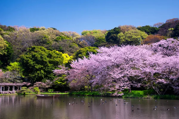 Lake Blooming Cherry Trees Sankeien Garden Yokohama Japan Sunny Blue — Foto de Stock