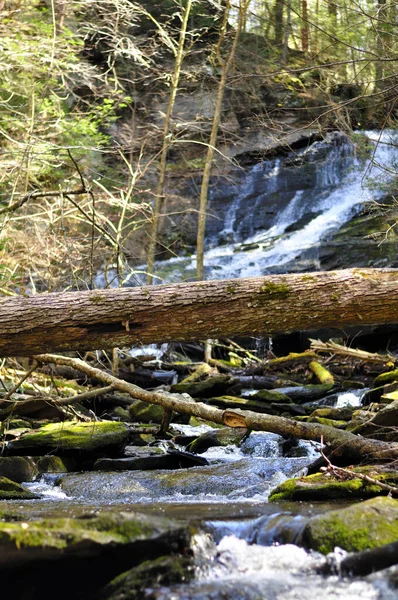 Fallen Tree Water Coming Dean Ravine Waterfall Mohawk Trail Falls — Photo