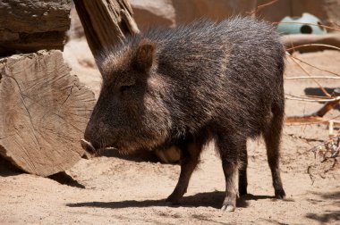 A wild boar standing in its enclosure at the zoo.