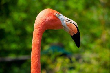 Pembe bir flamingonun kafasının, boynunun, gözünün ve gagasının yakın plan fotoğrafı..