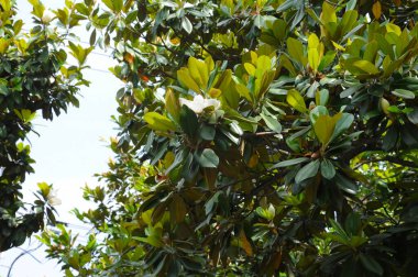 Bir yaz günü açan bir manolya ağacı. 