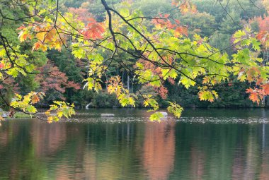 An oak tree with changing color leaves hanging over Burr Pond State Park in Torrington Connecticut.