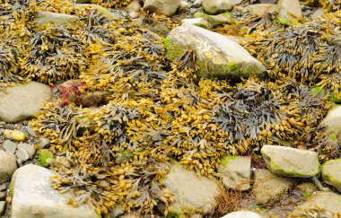 Bladder Rockweed seaweed or Fucus vesiculosus, bladder wrack or bladderwrack on rocks at low tide on long island sound in Milford Connecticut beach.