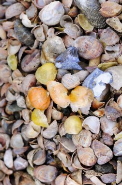 Milford Connecticut 'taki Silver Sands State Park' ta alçak sularda birçok farklı renkte deniz kabuğu üzerinde tek bir sarı reklam müziği (Anomiide).