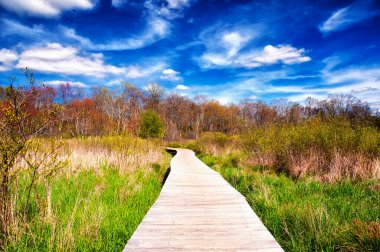 A boardwalk through a wetland ecosystem at white memorial conservation center in Litchfield Connecticut on a beautiful spring day.