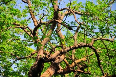 A naked coral tree, Erythrina coralloides, growing in sunny Los Angeles California. 