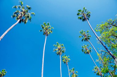 A grove of palm trees in Will Rogers Memorial Park in Beverly Hills California on a sunny day.