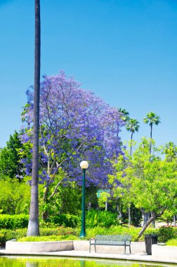 Güneşli bir günde Beverly Hills California 'daki Will Rogers Memorial Park' ta palmiye ağaçlarıyla çevrili bir çeşme..