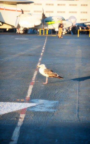 Seagull Standing Flight Deck Uss Midway San Diego California — Photo