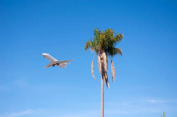 A private jet coming in for a landing as it flys by a palm tree into San Diego airport.