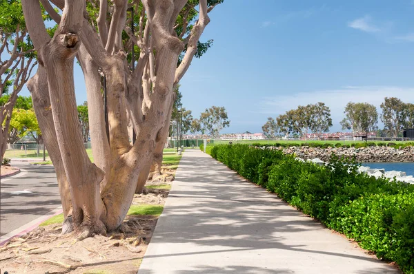 Trees Lining Walkway San Diego Harbor Park Sunny California — Stok fotoğraf