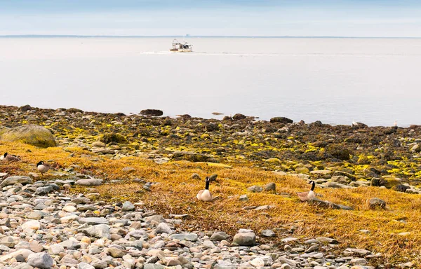 Driftwood Detritus Charles Island Lowtide Long Island Sound Silver Sands — 스톡 사진