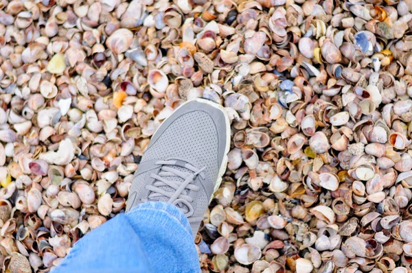 A generic gray sneaker stepping on many different colors and types of seashells on Silver Sands State Park beach in Milford Connecticut.