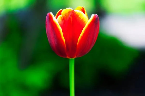 Single Fire Colored Tulip Blured Green Background — Photo