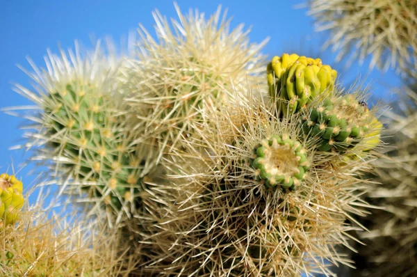Cholla Cactus Sprouting New Growth Joshua Tree National Park Joshua — Stockfoto