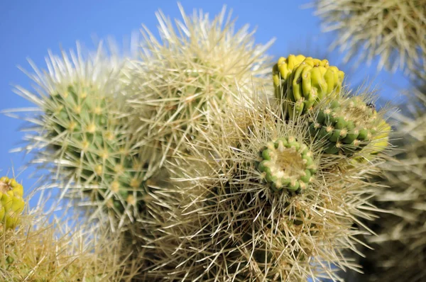 A cholla cactus sprouting new growth within Joshua Tree National Park in Joshua Tree California Cholla Garden. 